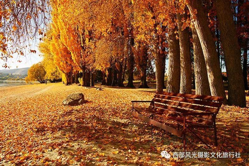 救援菠萝舞者